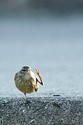 Palm warbler taking flight