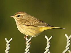 Palm warbler in Florida