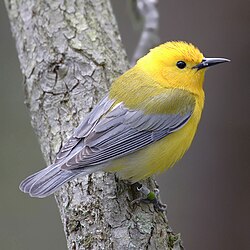 The Biology and Taxonomy of Parulidae: New World Warblers