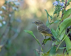 Palm warbler in New York