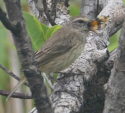 Palm warbler nest