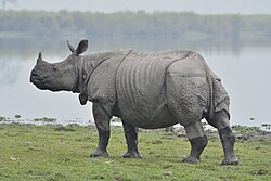 Diverse animal populations
