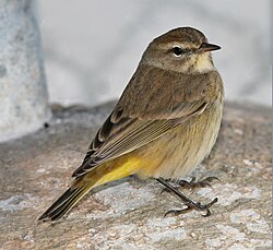 Western subspecies in non-breeding plumage