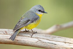 The Biology and Evolution of Songbirds