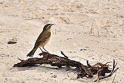 Palm warbler in Cuba