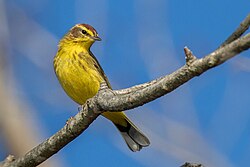 Spring migration